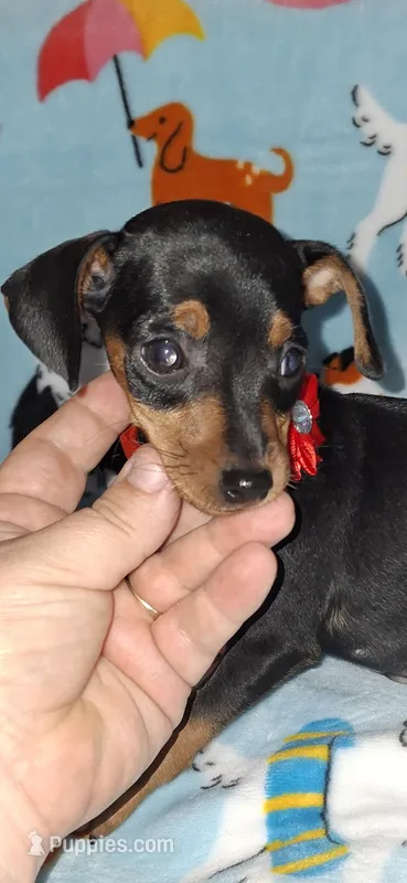 Black harlequin pinscher 