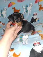 Black harlequin pinscher , a male Miniature Pinscher for sale in Ocala, FL – Photo 3 of 3