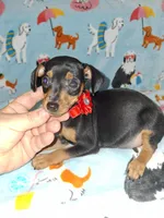 Black harlequin pinscher , a male Miniature Pinscher for sale in Ocala, FL – Photo 2 of 3