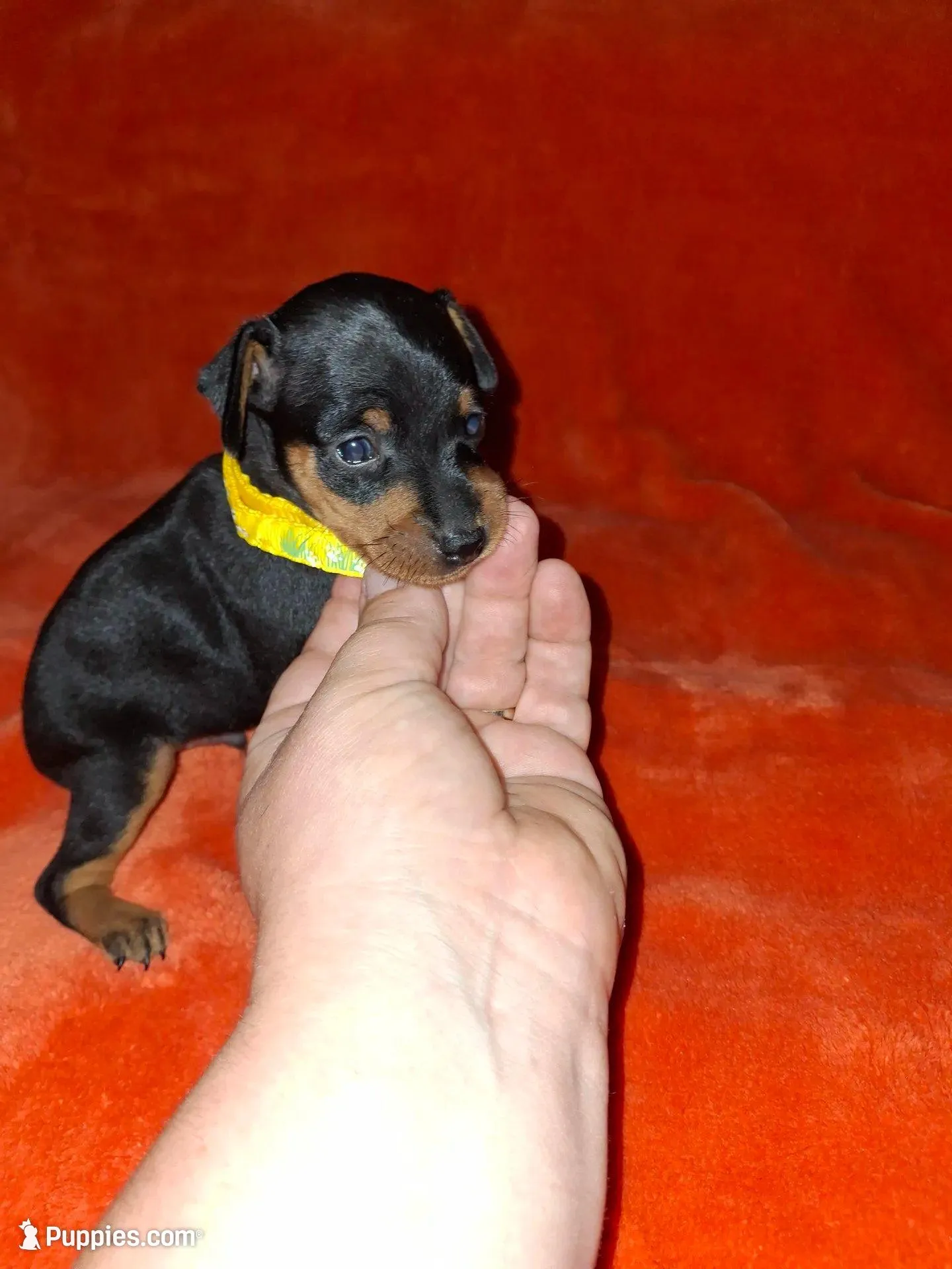 💛 Black/ rust M – Miniature Pinscher puppy for sale in Ocala, FL