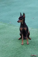 💛 Black/ rust M, a male Miniature Pinscher for sale in Ocala, FL – Photo 5 of 5