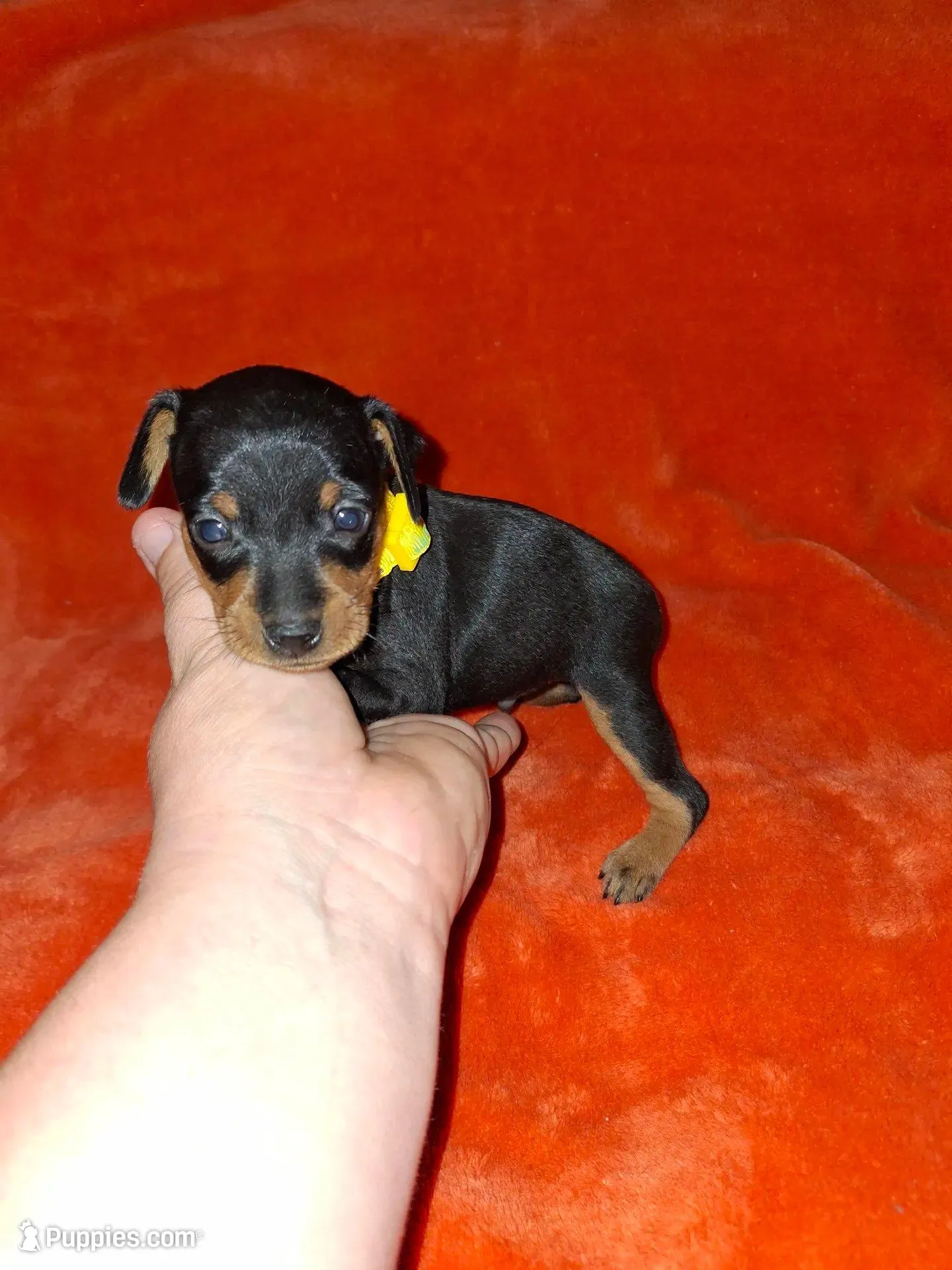 💛 Black/ rust M, a male Miniature Pinscher for sale in Ocala, FL – Photo 2 of 5