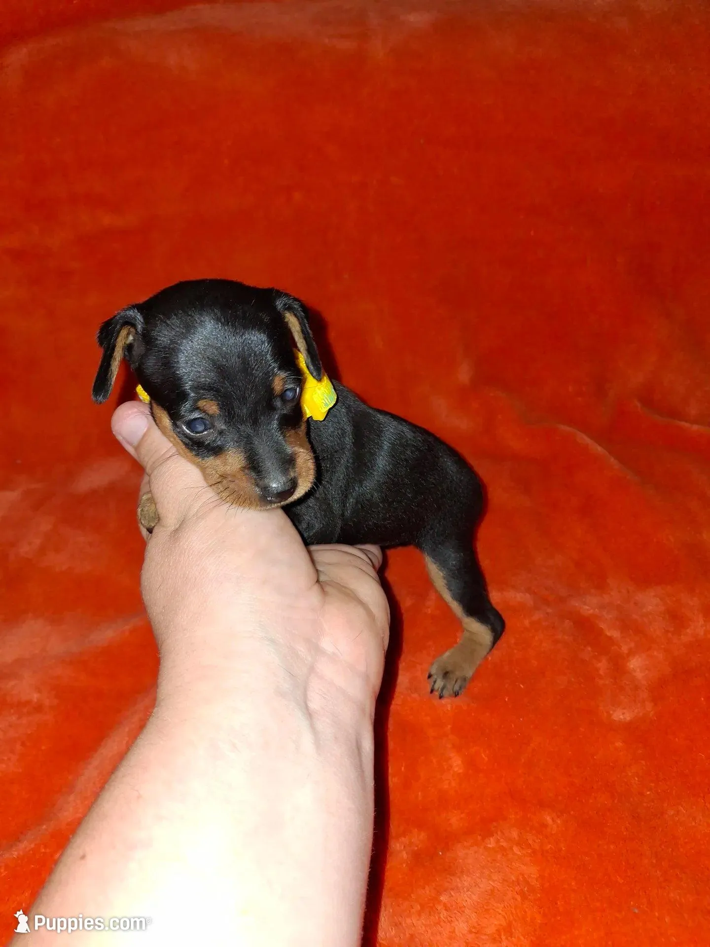 💛 Black/ rust M, a male Miniature Pinscher for sale in Ocala, FL – Photo 3 of 5