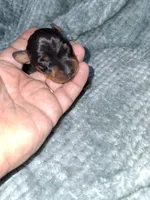 Black/rust M, a male Miniature Pinscher for sale in Ocala, FL – Photo 3 of 5