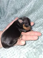 Black/rust M, a male Miniature Pinscher for sale in Ocala, FL – Photo 5 of 5