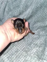 Black/rust M, a male Miniature Pinscher for sale in Ocala, FL – Photo 2 of 5