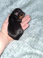 Black/rust M, a male Miniature Pinscher for sale in Ocala, FL – Photo 4 of 5