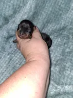 Black/rust M, a male Miniature Pinscher for sale in Ocala, FL – Photo 1 of 5