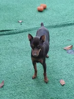 Blue/ tan F 💜, a female Miniature Pinscher for sale in Ocala, FL – 7 of 7