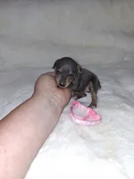 Harlequin Pinscher F, a female Miniature Pinscher for sale in Ocala, FL – 3 of 9