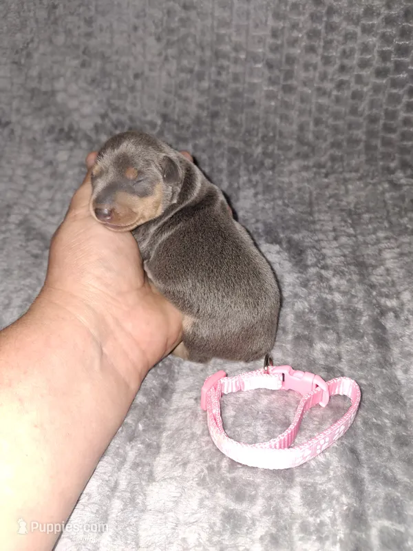 Blue/ tan F  – Miniature Pinscher puppy for sale in Ocala, FL
