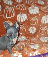 Blue/ tan F 💜, a female Miniature Pinscher for sale in Ocala, FL – 2 of 10
