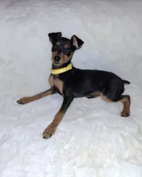 Black/ rust M 💛, a male Miniature Pinscher for sale in Ocala, FL – 2 of 9
