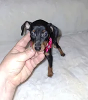 AKC black F 🩷, a female Miniature Pinscher for sale in Ocala, FL – 2 of 7