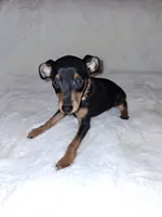 AKC Black M 🤎, a male Miniature Pinscher for sale in Ocala, FL – 5 of 10