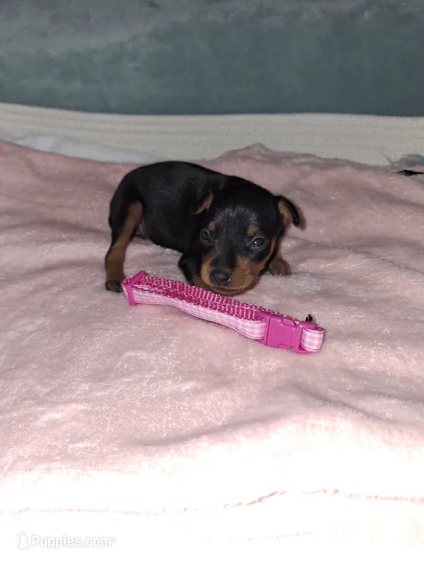 Black/ rust F🩷 – Miniature Pinscher puppy for sale in Ocala, FL