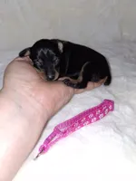 Black/ rust 🩷, a female Miniature Pinscher for sale in Ocala, FL – 5 of 9