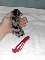 Black merle F ❤️ , a female Miniature Pinscher for sale in Ocala, FL – 5 of 7