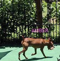 AKC chocolate M 🖤, a male Miniature Pinscher for sale in Ocala, FL – 6 of 9