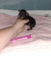 Black/ rust F🩷, a female Miniature Pinscher for sale in Ocala, FL – 2 of 7