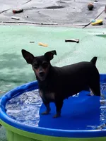 Chocolate M 💙, a male Miniature Pinscher for sale in Ocala, FL – 6 of 6