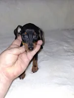 AKC Black M 💛, a male Miniature Pinscher for sale in Ocala, FL – 3 of 9