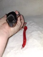 Black and rust ❤️, a female Miniature Pinscher for sale in Ocala, FL – 3 of 6