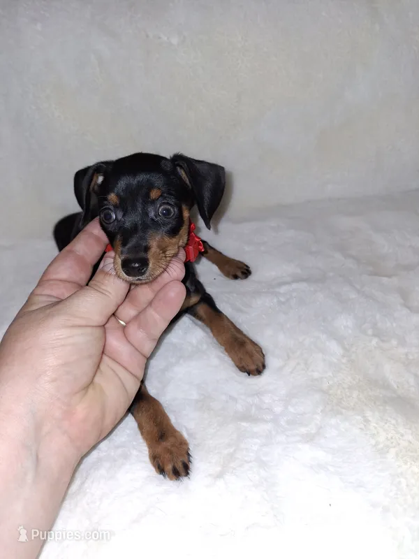 AKC black F ❤️ – Miniature Pinscher puppy for sale in Ocala, FL
