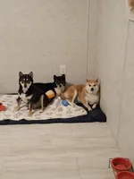 Nala, a female Shiba Inu for sale in Ocala, FL – 6 of 7