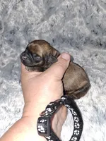 🖤, a male Brussels Griffon for sale in Ocala, FL – Photo 2 of 3