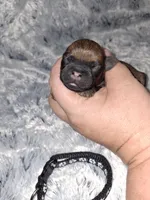 🖤, a male Brussels Griffon for sale in Ocala, FL – Photo 1 of 3