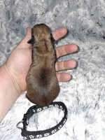 🖤, a male Brussels Griffon for sale in Ocala, FL – Photo 3 of 3
