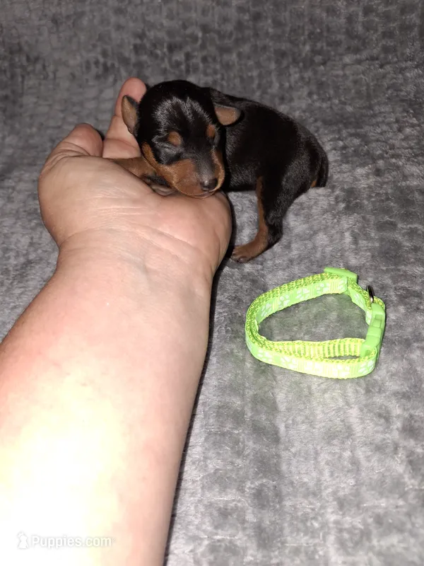 Harlequin Pinscher male – Miniature Pinscher puppy for sale in Ocala, FL