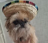 💚 neon, a female Brussels Griffon for sale in Ocala, FL – 6 of 7