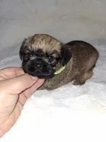 💚 neon, a female Brussels Griffon for sale in Ocala, FL – 3 of 7