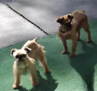 💚 neon, a female Brussels Griffon for sale in Ocala, FL – 5 of 7