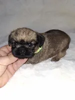 💚 neon, a female Brussels Griffon for sale in Ocala, FL – 2 of 7
