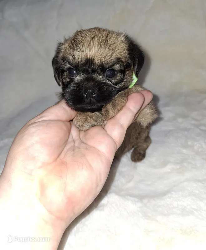 💚 neon – Brussels Griffon puppy for sale in Ocala, FL