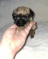 💚 neon, a female Brussels Griffon for sale in Ocala, FL – 1 of 7
