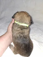 💚 neon, a female Brussels Griffon for sale in Ocala, FL – 4 of 7