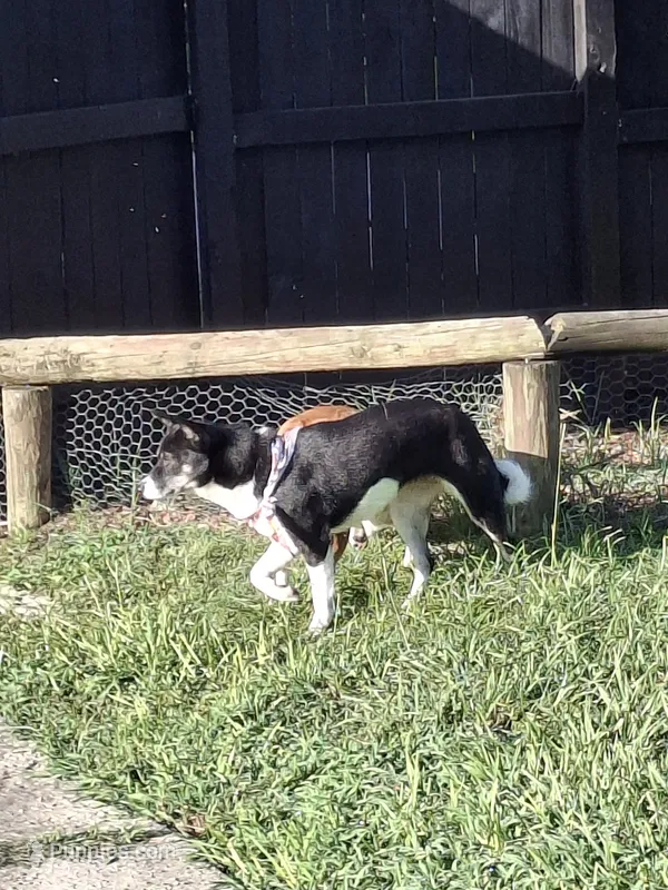 Foxy – Shiba Inu puppy for sale in Ocala, FL