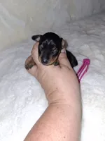 Black/ rust 🩷, a female Miniature Pinscher for sale in Ocala, FL – 2 of 9