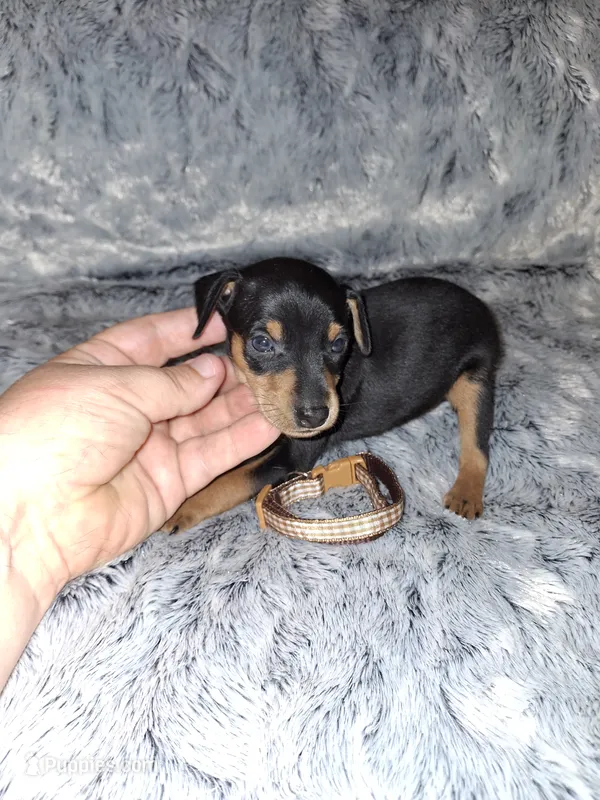 AKC Black M 🤎 – Miniature Pinscher puppy for sale in Ocala, FL