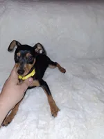 Black/ rust M 💛, a male Miniature Pinscher for sale in Ocala, FL – 5 of 9