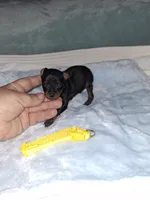 Black / rust M 💛, a male Miniature Pinscher for sale in Ocala, FL – 1 of 7