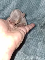 Fawn/ tan M, a male Miniature Pinscher for sale in Ocala, FL – Photo 1 of 3