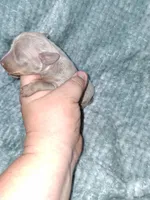 Fawn/ tan M, a male Miniature Pinscher for sale in Ocala, FL – Photo 2 of 3