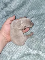 Fawn/ tan M, a male Miniature Pinscher for sale in Ocala, FL – Photo 3 of 3