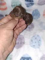 Chocolate M #1, a male Miniature Pinscher for sale in Ocala, FL – Photo 3 of 4