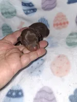 Chocolate M #1, a male Miniature Pinscher for sale in Ocala, FL – Photo 4 of 4